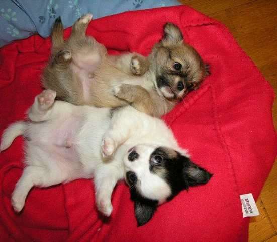 Chihuahua Welpe mit Papiere